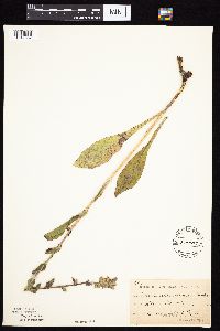 Prenanthes racemosa image
