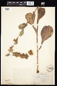 Prenanthes racemosa image