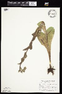 Prenanthes racemosa image