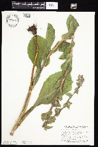 Prenanthes racemosa image