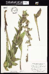 Prenanthes racemosa image