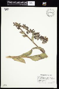 Prenanthes racemosa image