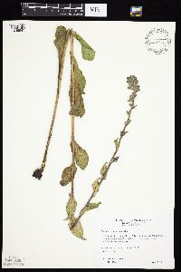 Prenanthes racemosa image