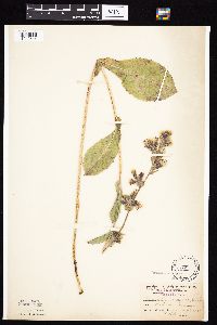 Prenanthes racemosa image