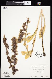 Prenanthes racemosa image