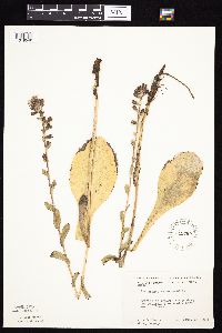 Prenanthes racemosa image