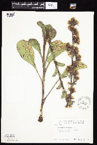 Prenanthes racemosa image