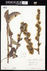 Prenanthes racemosa image