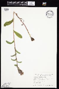 Prenanthes racemosa image