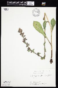 Prenanthes racemosa image
