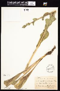 Prenanthes racemosa image