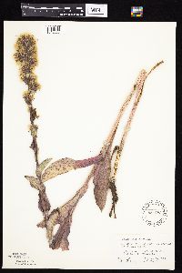 Prenanthes racemosa image
