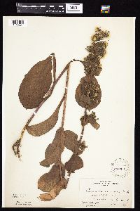 Prenanthes racemosa image
