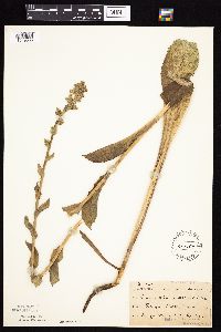 Prenanthes racemosa image