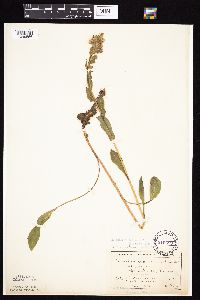 Prenanthes racemosa image