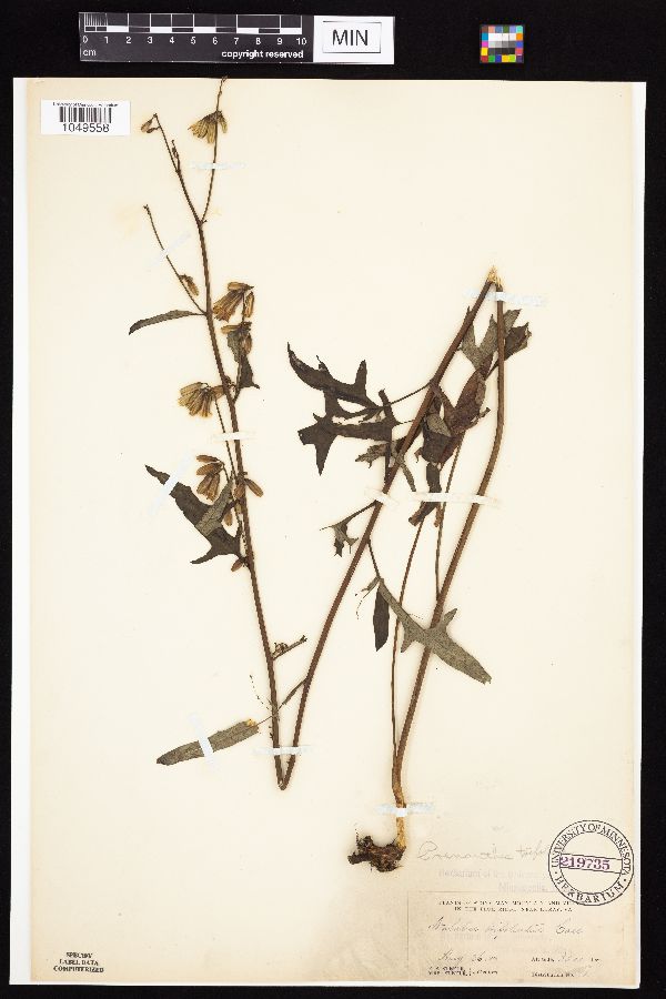 Prenanthes trifoliolata image