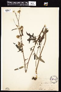 Media resource of Prenanthes trifoliolata