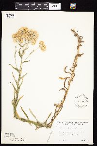 Pseudognaphalium macounii image