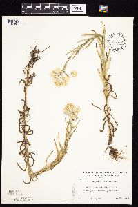 Pseudognaphalium macounii image