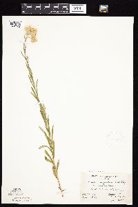 Pseudognaphalium macounii image