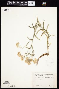 Pseudognaphalium macounii image