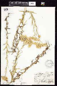 Pseudognaphalium macounii image