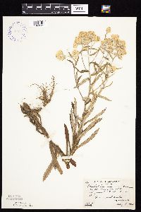 Pseudognaphalium macounii image