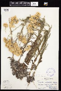 Pseudognaphalium macounii image