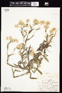 Pseudognaphalium macounii image