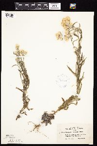 Pseudognaphalium macounii image