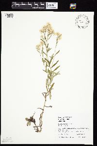 Pseudognaphalium obtusifolium image