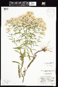 Pseudognaphalium obtusifolium image