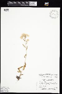 Pseudognaphalium obtusifolium image