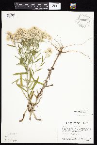 Pseudognaphalium obtusifolium image