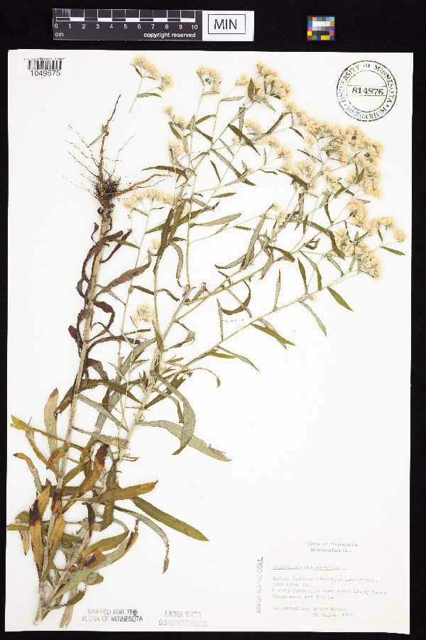 Pseudognaphalium obtusifolium image