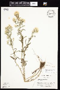 Pseudognaphalium obtusifolium image