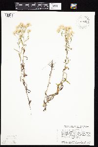 Pseudognaphalium obtusifolium image