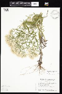 Pseudognaphalium obtusifolium image