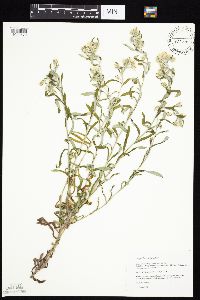 Pseudognaphalium obtusifolium image