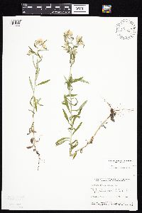 Pseudognaphalium obtusifolium image