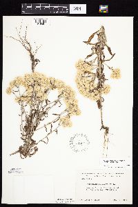 Pseudognaphalium obtusifolium image