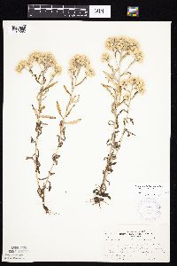Pseudognaphalium obtusifolium image