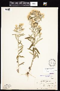 Pseudognaphalium obtusifolium image