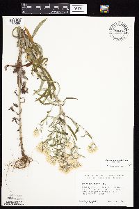 Pseudognaphalium obtusifolium image