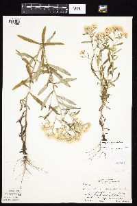 Pseudognaphalium obtusifolium image