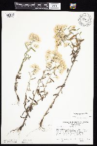 Pseudognaphalium obtusifolium image