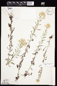 Pseudognaphalium obtusifolium image