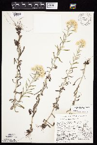 Pseudognaphalium obtusifolium image