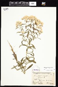 Pseudognaphalium obtusifolium image