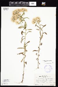 Pseudognaphalium obtusifolium image